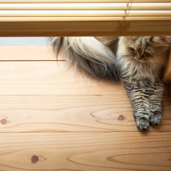 2人とねこの友だちが集う家