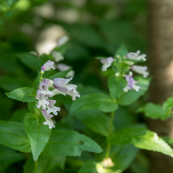 庭を彩る木々・草花